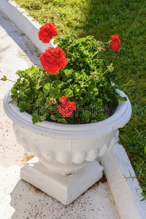 Red Geraniums in pots at garden