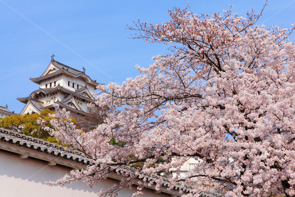 Pink cherry blossoms flower with Japan castle