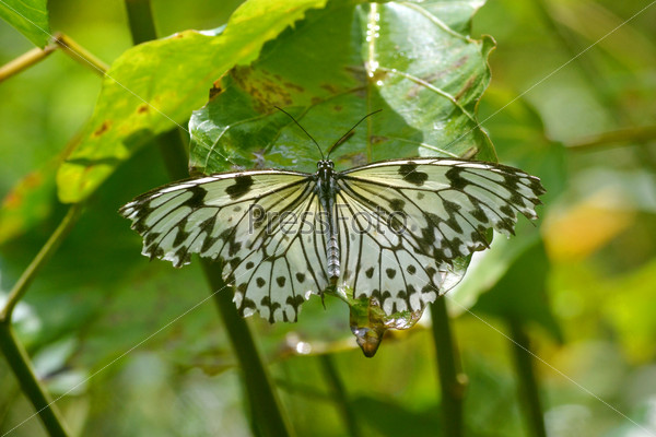 White Wedding Butterfly, this butterfly is used in Asia to fly around the couple in weddings!