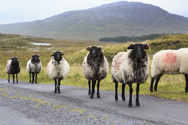 Herd of white sheep with black head on the road. Connemara National Park. Republic of Ireland.
