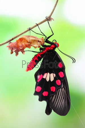 amazing moment about butterfly change form chrysalis - red, Pachliopta