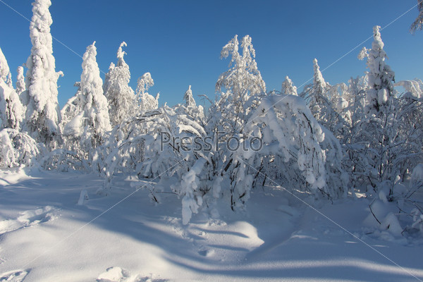 Лес в снегу в солнечную погоду
