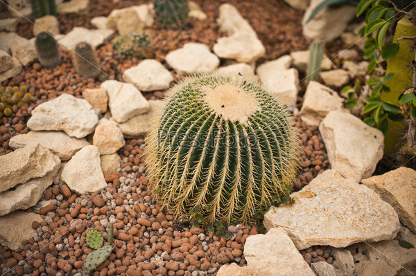 Round cactus.