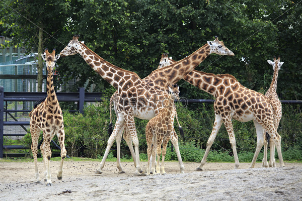 Herd of giraffes with cub. Oldest zoos in Europe. Republic of Ireland.