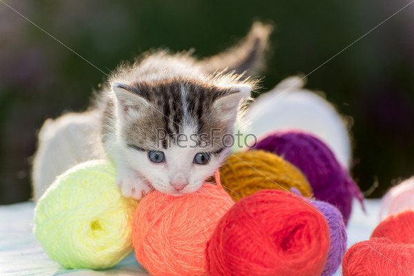 White kitten plays with balls of yarn