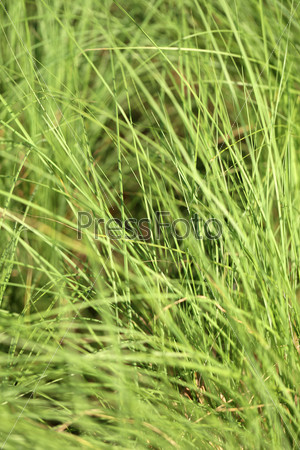 bright green blades of grass close-up photo