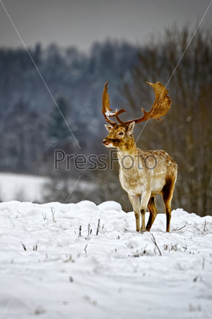 Fallow deer in winter snow field