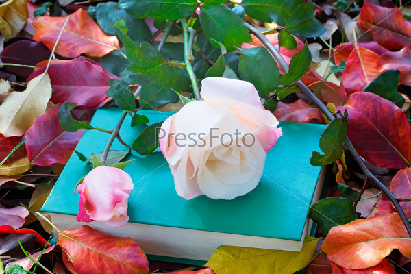 Beautiful white rose and the book among the yellow autumn leaves
