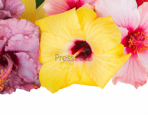 border of colorful fresh  hibiscus flowers isolated on white background