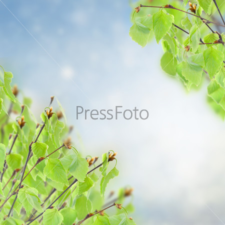 fresh green birch tree branches on blue sky background