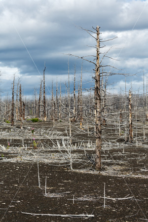 Lifeless desert landscape of Kamchatka: Dead wood (Tolbachik Volcano lava field). Russia, Far East, Kamchatka Peninsula.