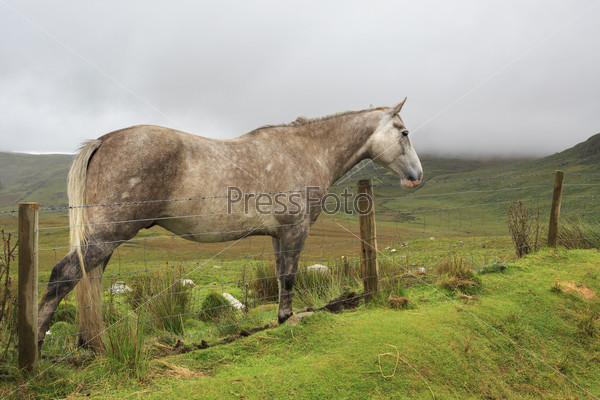 Horse on background of mountains in clouds. Connemara National Park. Republic of Ireland.