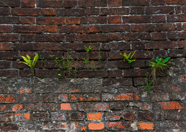 grass struggling for life on the wall of brick