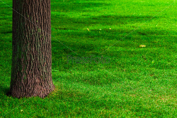 part of the trunk of a tree and green lawn