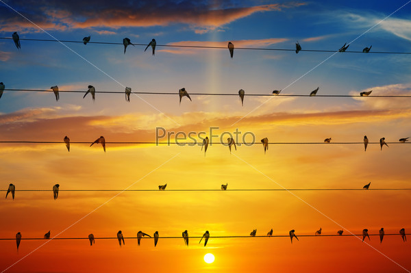 flock of birds on a background of sunrise