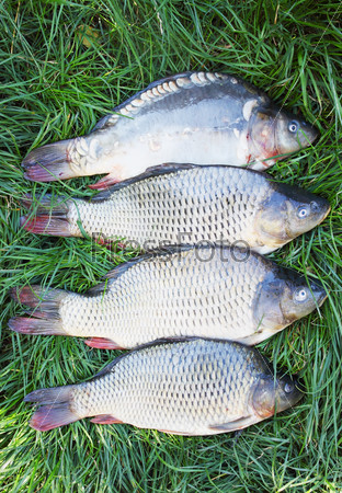 Large freshwater fish carp on the grass