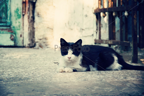 black and white cat in the street, stock photo