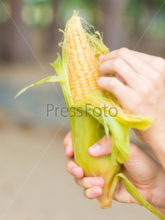 Hands holding ear of steamed corn