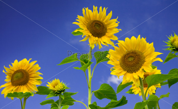 View of nice fresh sunflowers on blue sky back