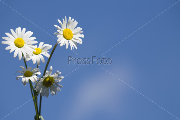 View of  nice fresh chamomile on blue back