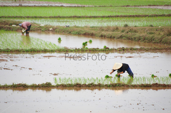 Vietnamese farmers transplant rice seedlings on the plot field