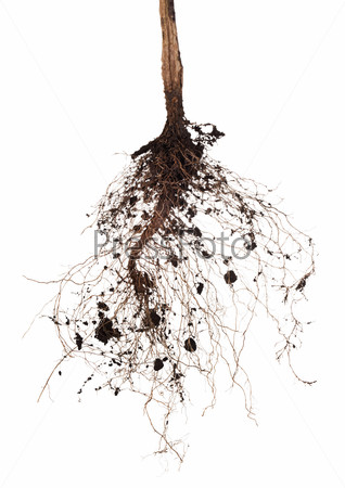 Roots of a tree on a white background. Elements for your design