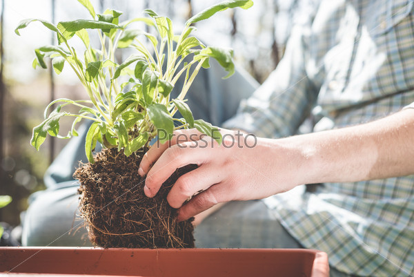 close up of man hand gardening at home