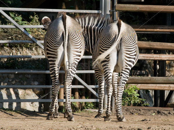 Two zebras in a zoo show their rear ends to the public