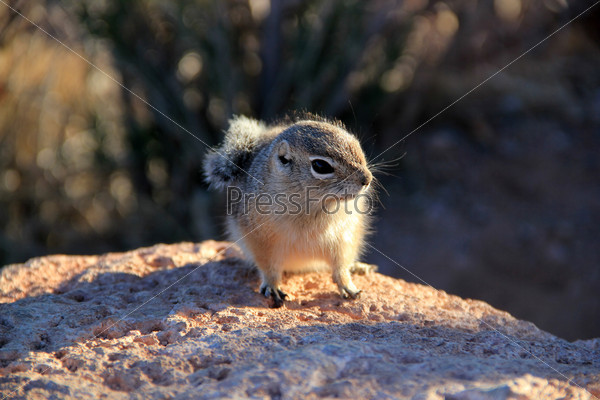 cute rodent living in Grand Canyon. Usa