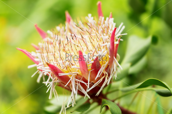 S. African plant Protea cynaroides,  also known with common name King Sugar Bush