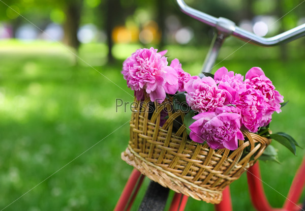Vintage bicycle with basket with peony flowers in the spring park