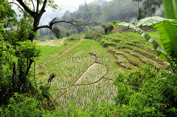 Stepped Rice terraces in South Asia