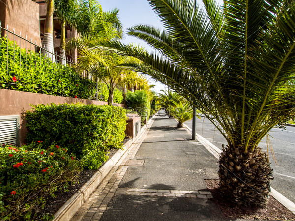 Palm trees in the Palm Mar empty street. Tenerife, Canary Islands. Spain