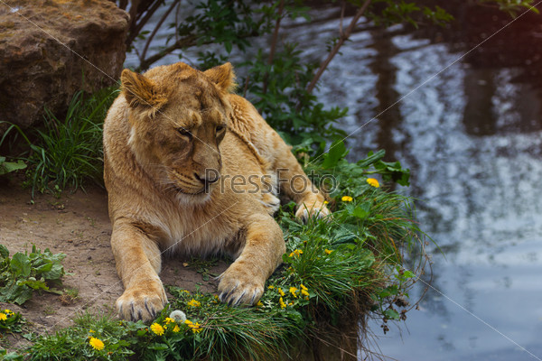 05 May 2013 - London Zoo - Lovely lioness at the zoo