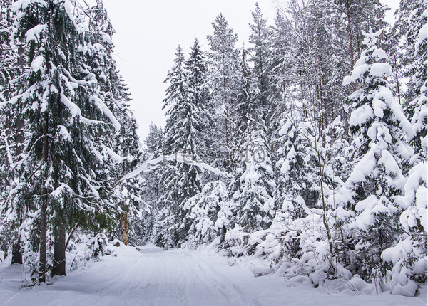 Winter russian forest snow road
