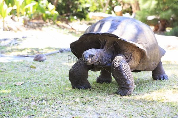 Гигантская альдабрская черепаха на острове Курьез