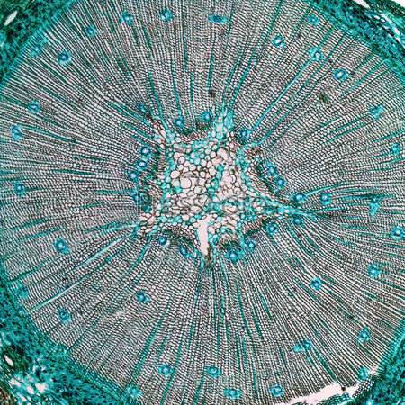 High resolution light photomicrograph of pine tree wood cross section seen through a microscope
