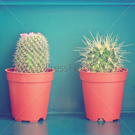 Small cactus with flower decorated on green wall and retro filter effect
