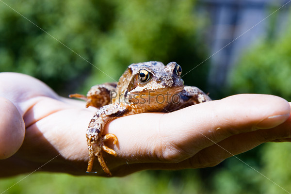 frog on a man\'s palm. reptile