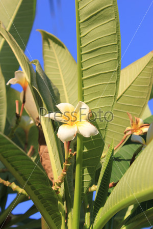 Magnolia tree flower.  Tree of a blossoming magnolia. Blown beautiful magnolia flowers on a tree with green leaves.