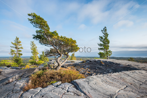 Evening view of a bending tree struggling for life on a windy mountain top near Gearge Lake, Killarney, Canada