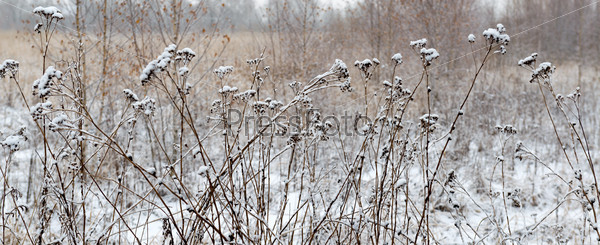 winter landscape with falling snow. Fog background, Wild flowers and dry grass covered with snow