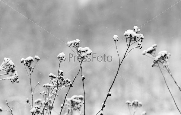 winter landscape with falling snow. Fog background, Wild flowers and dry grass covered with snow