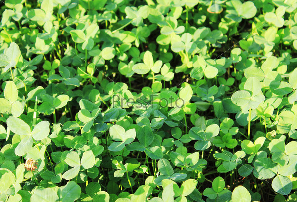 Clover background at sun light. Green clover leaves. St. Patrick\'s day.