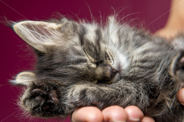 Siberian breed kitten sleeping on a man\'s hand