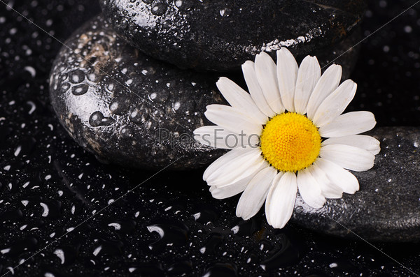 Stones for spa with water drops and chamomile