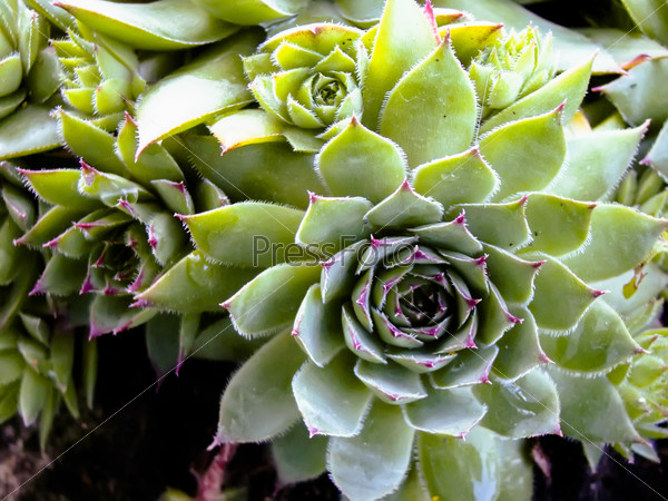 Close up of succulent cactus plant in the garden.