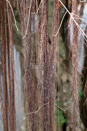 Beautiful roots and creepers plants photographed close-up