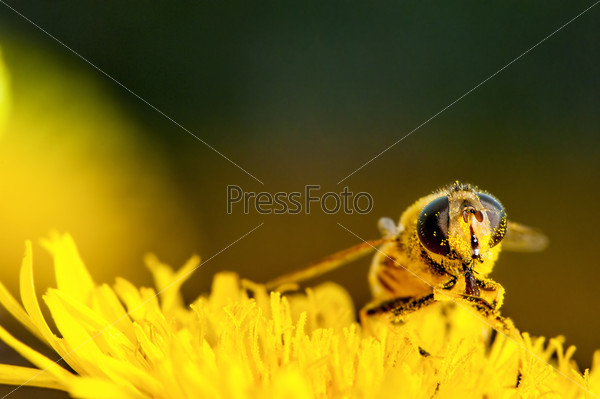 Пчела собирает пыльцу на одуванчике