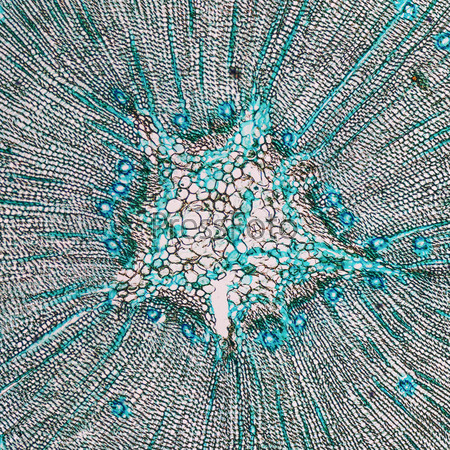 High resolution light photomicrograph of pine tree wood cross section seen through a microscope